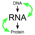 RNA解析